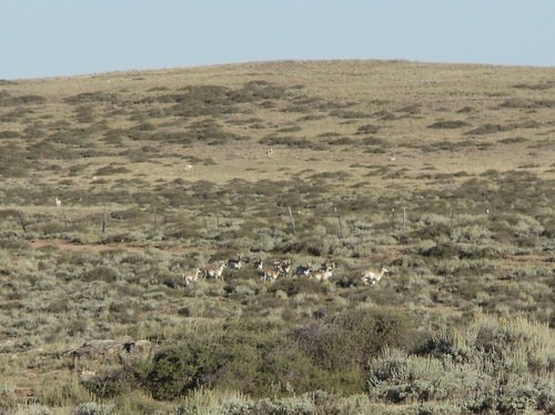 About a dozen Antelope.